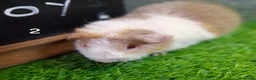 Guinea Pig rodents for sale: Attractive baby boy Guinea Pigs - Advert 11