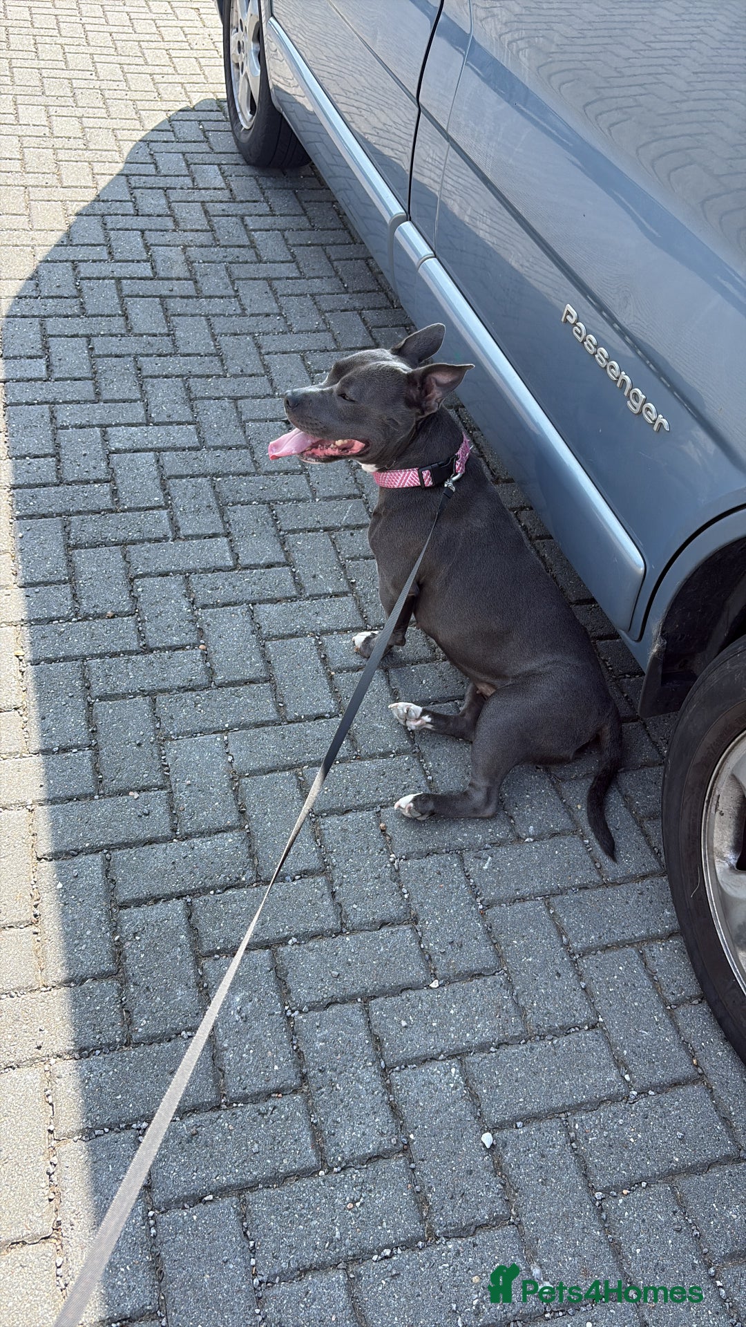 Staffordshire Bull Terrier dogs for sale: Staffy Girl Seeking a Forever Home – Meet Mabel!  - Advert 3