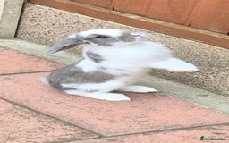 Mini Lop rabbits for sale: 14-Week-Old Rabbits (£120 for Pair)  - Image 8