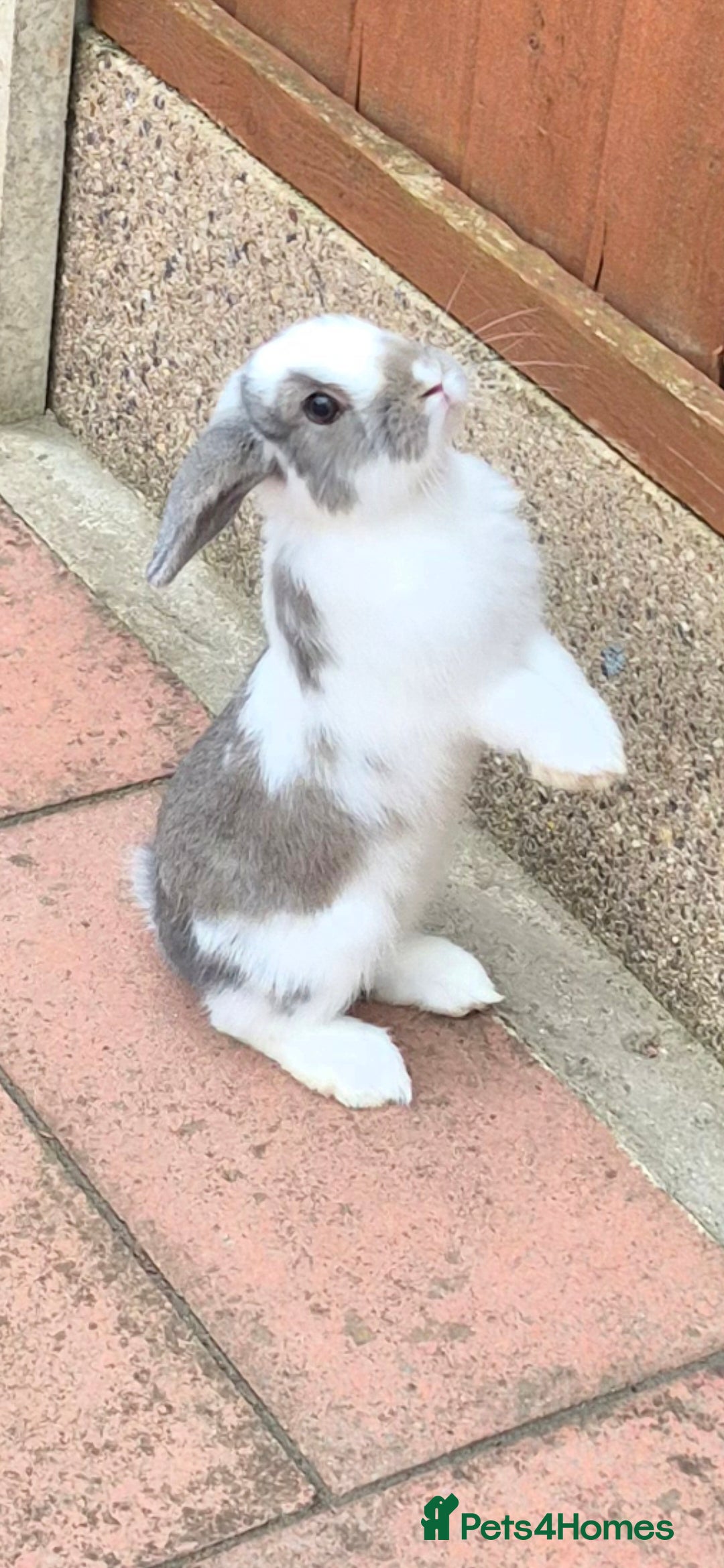 Mini Lop rabbits for sale: 14-Week-Old Rabbits (£120 for Pair)  - Image 8