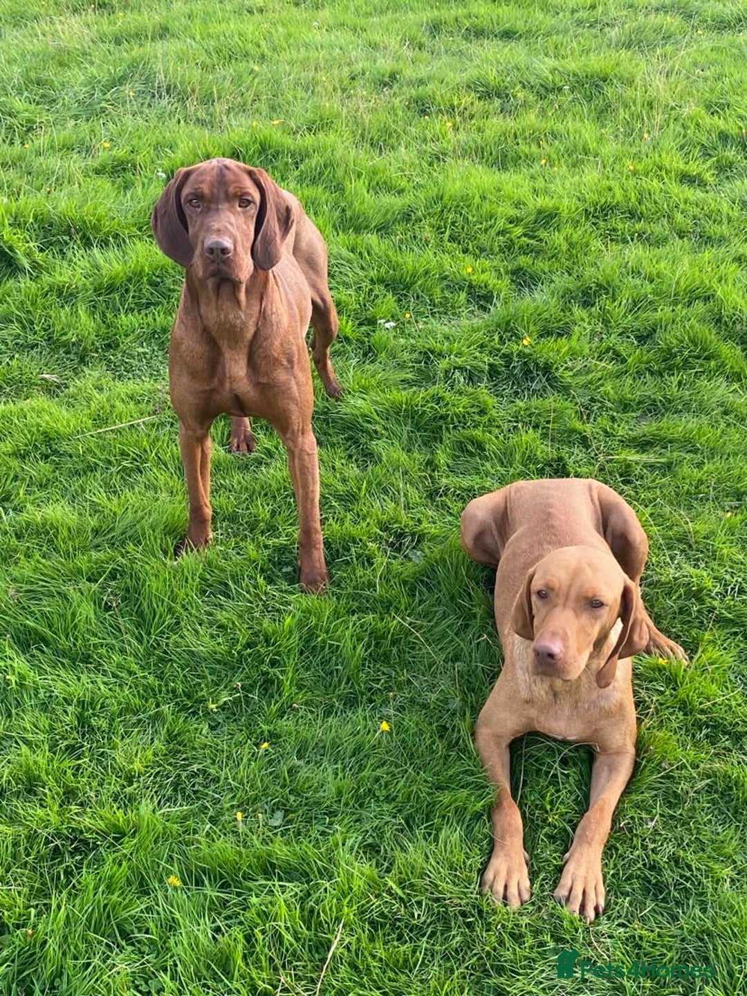 Hungarian Vizsla dogs for sale: Beautiful Fully Trained KC Hungarian Vizsla Puppy - Advert 9