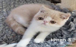 Exotic cats for sale: Registered Brothers  - Image 19