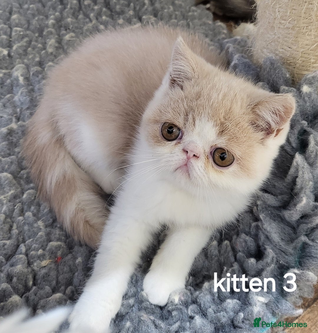 Exotic cats for sale: Registered Brothers  - Image 19