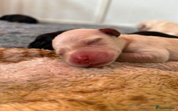 Labrador Retriever dogs for sale: Lucy's Puppies have arrived! - Image 11