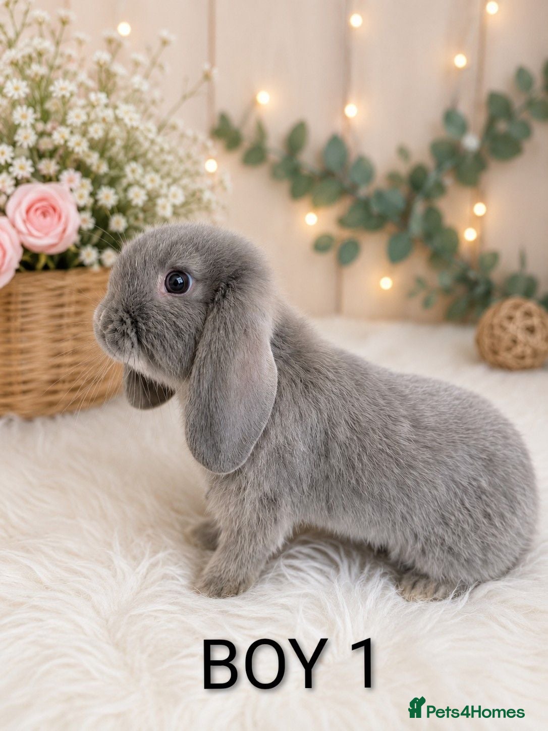 Mini Lop rabbits Beautiful mini lop - Advert 2