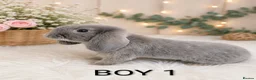 Mini Lop rabbits for sale: Beautiful mini lop - Advert 1