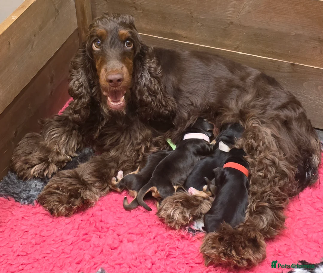 Cocker Spaniel dogs for sale: Kc Health Tested Show Type Cocker Spaniel Puppies - Advert 20