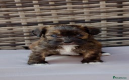 Lhasapoo dogs for sale: Lhasapoo puppies  - Image 5