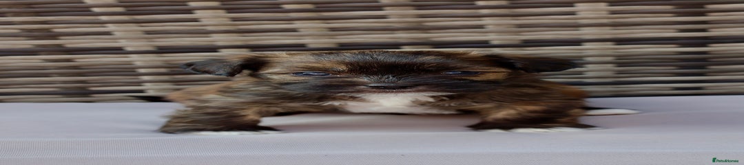 Lhasapoo Puppy 3