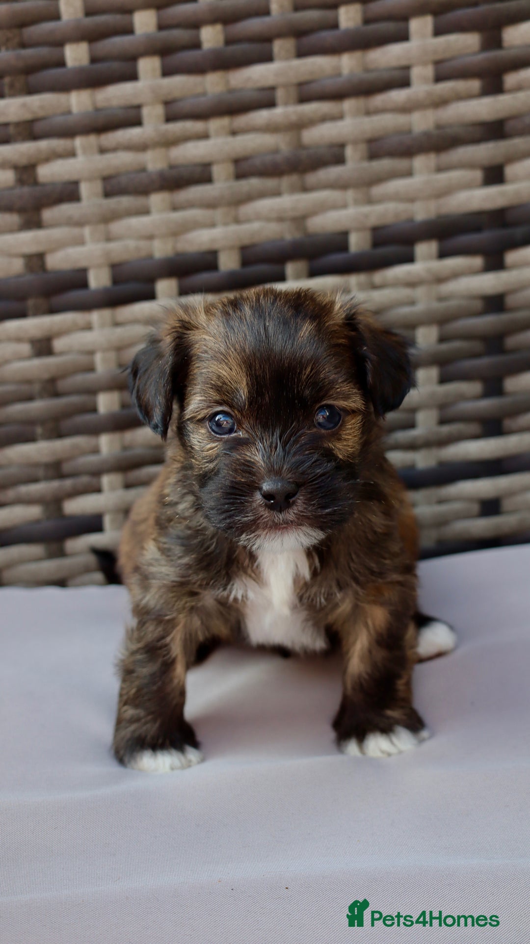 Lhasapoo dogs for sale: Lhasapoo puppies  - Image 5