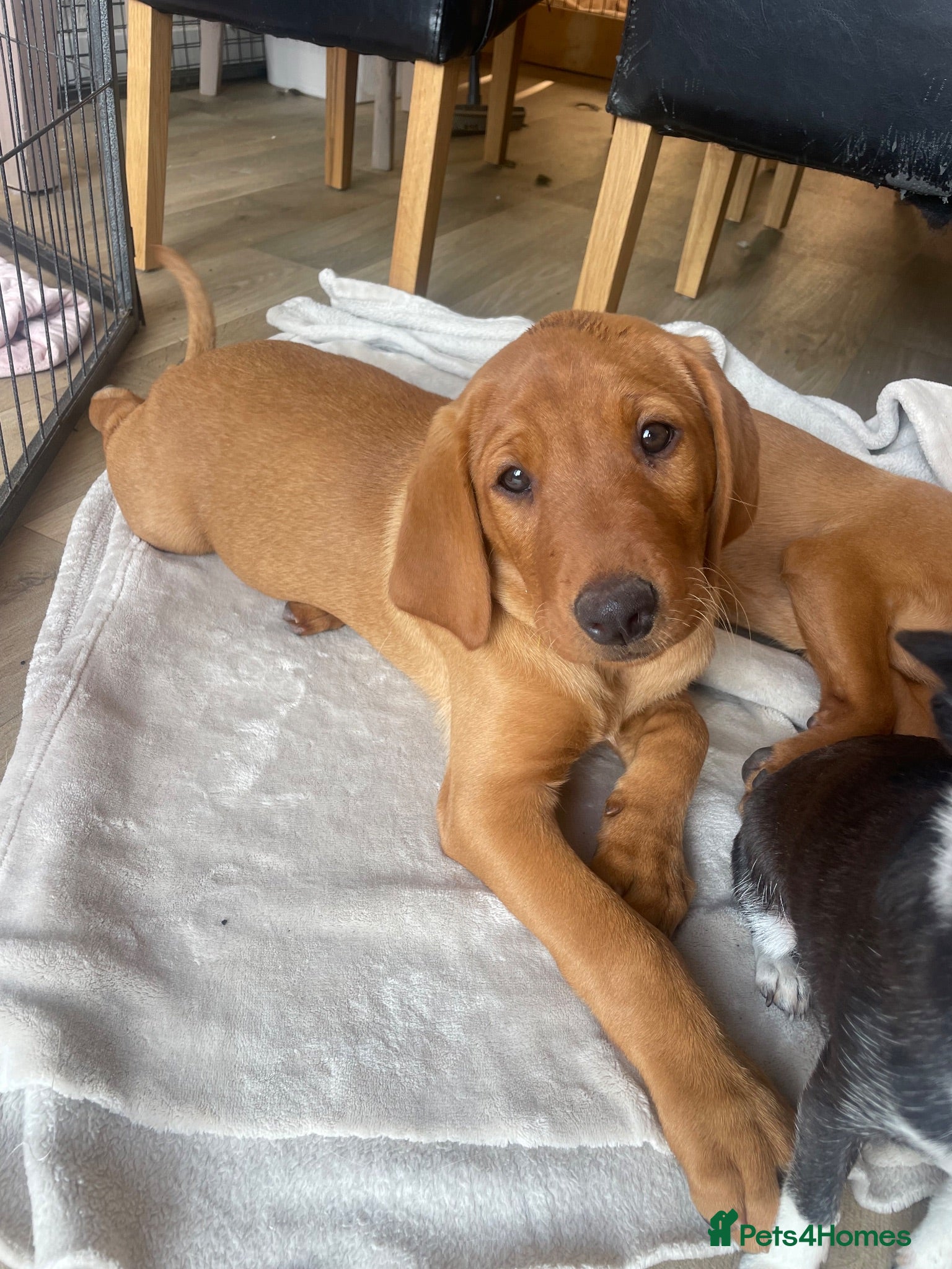 Labrador Retriever dogs  Ready to leave now!! Fox Red boy Labrador. - Advert 8
