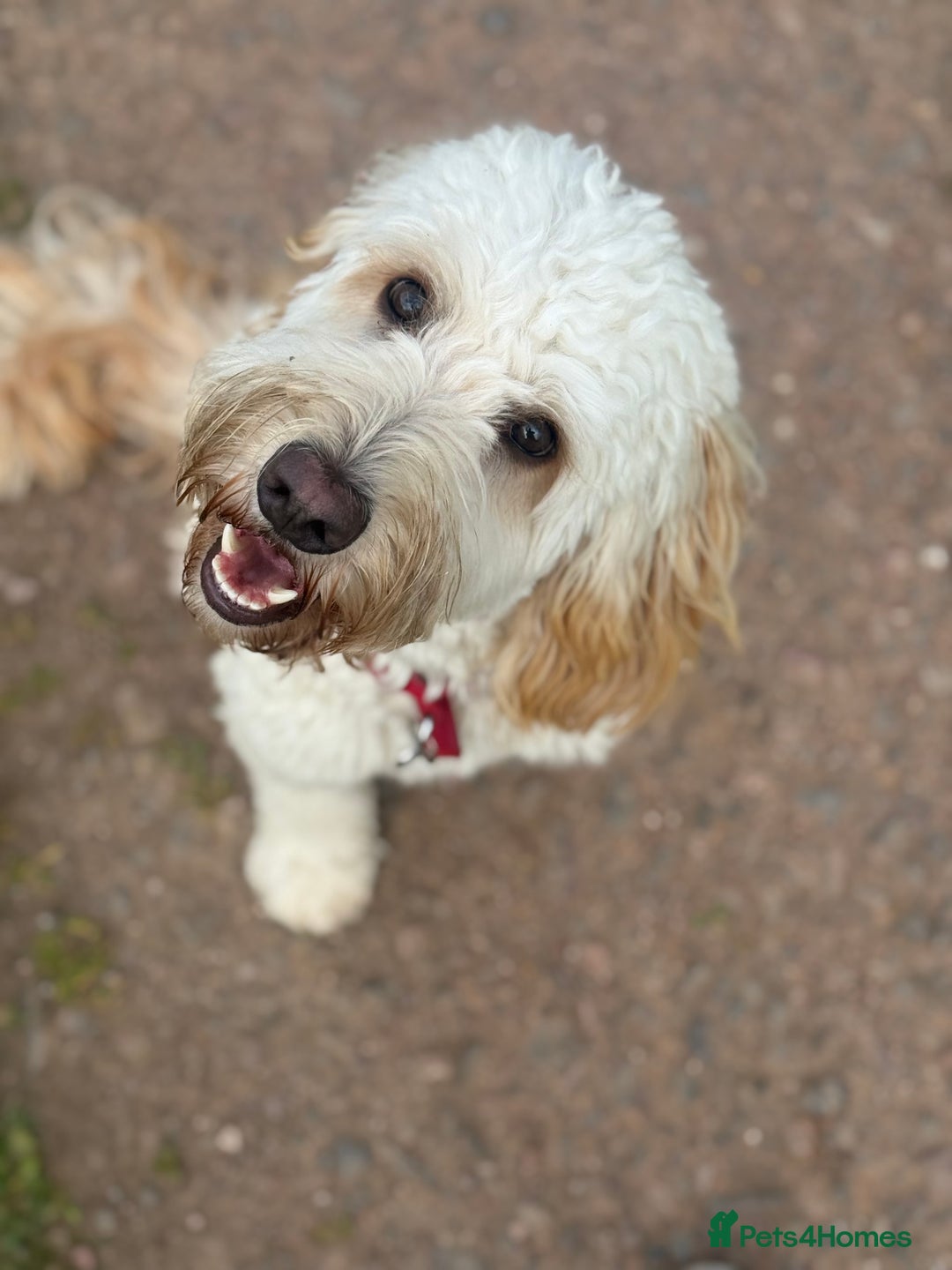 Cockapoo dogs for sale: Cream cockapoo  - Image 3