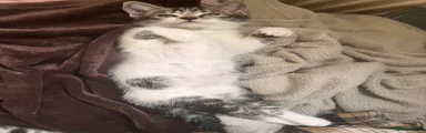 Kitten 1
