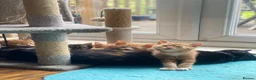 Mixed Breed cats for sale: Ready to go 4 ginger boy 1 tabby girl - Advert 3