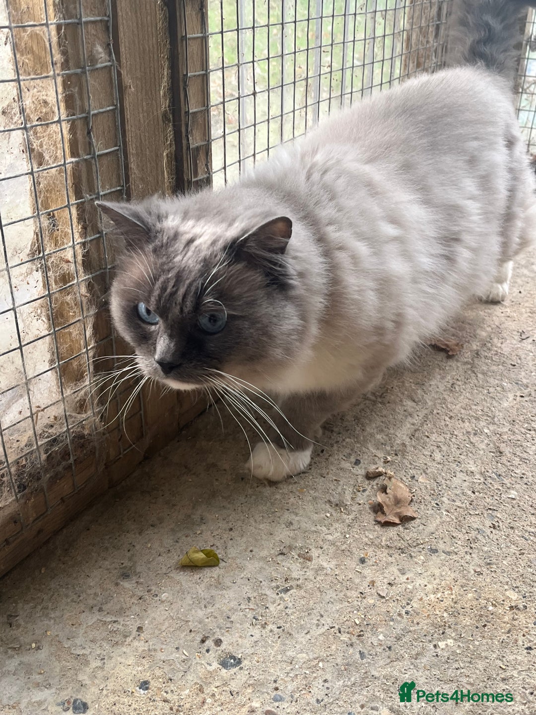Ragdoll cats for stud: Gccf/Tica male ragdoll for stud  in Ashford - Advert 2