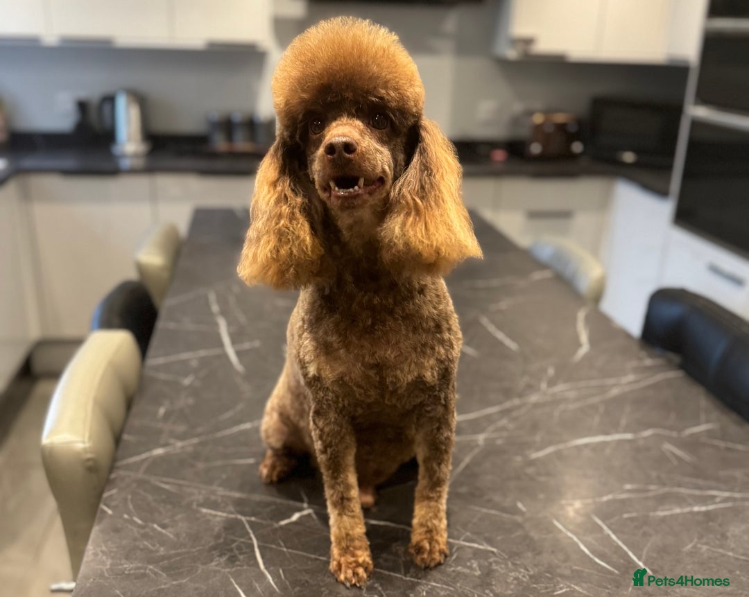 Miniature Poodle dogs for stud: Chocolate phantom miniature poodle stud - Advert 5