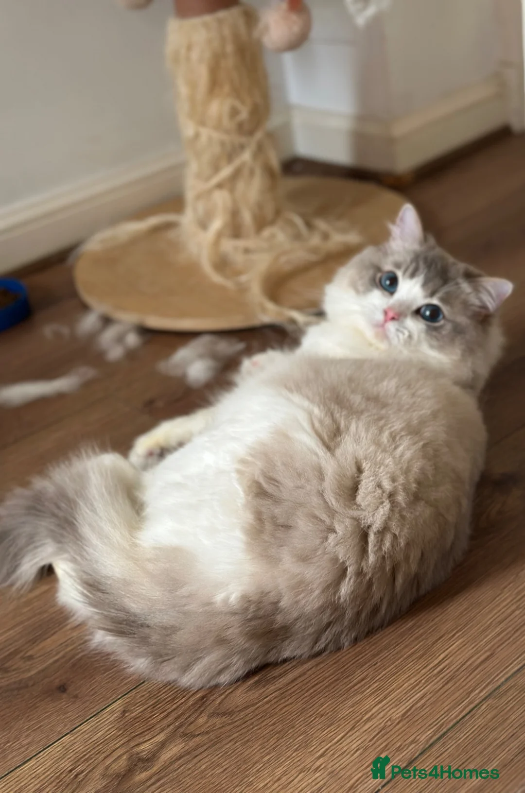 Ragdoll cats for stud: Ragdoll stud  - Advert 3
