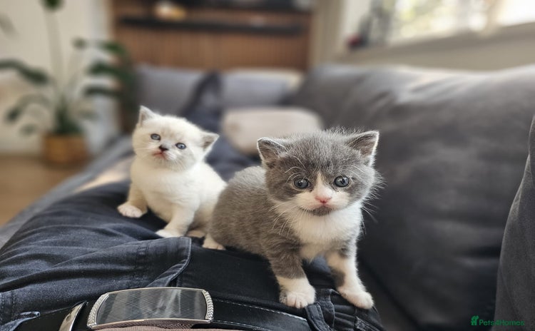 Mixed Breed cats - Advert 4