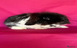 Mini Lop rabbits for sale: Two of tiny mini lop babies ready to leave now!  - Image 5