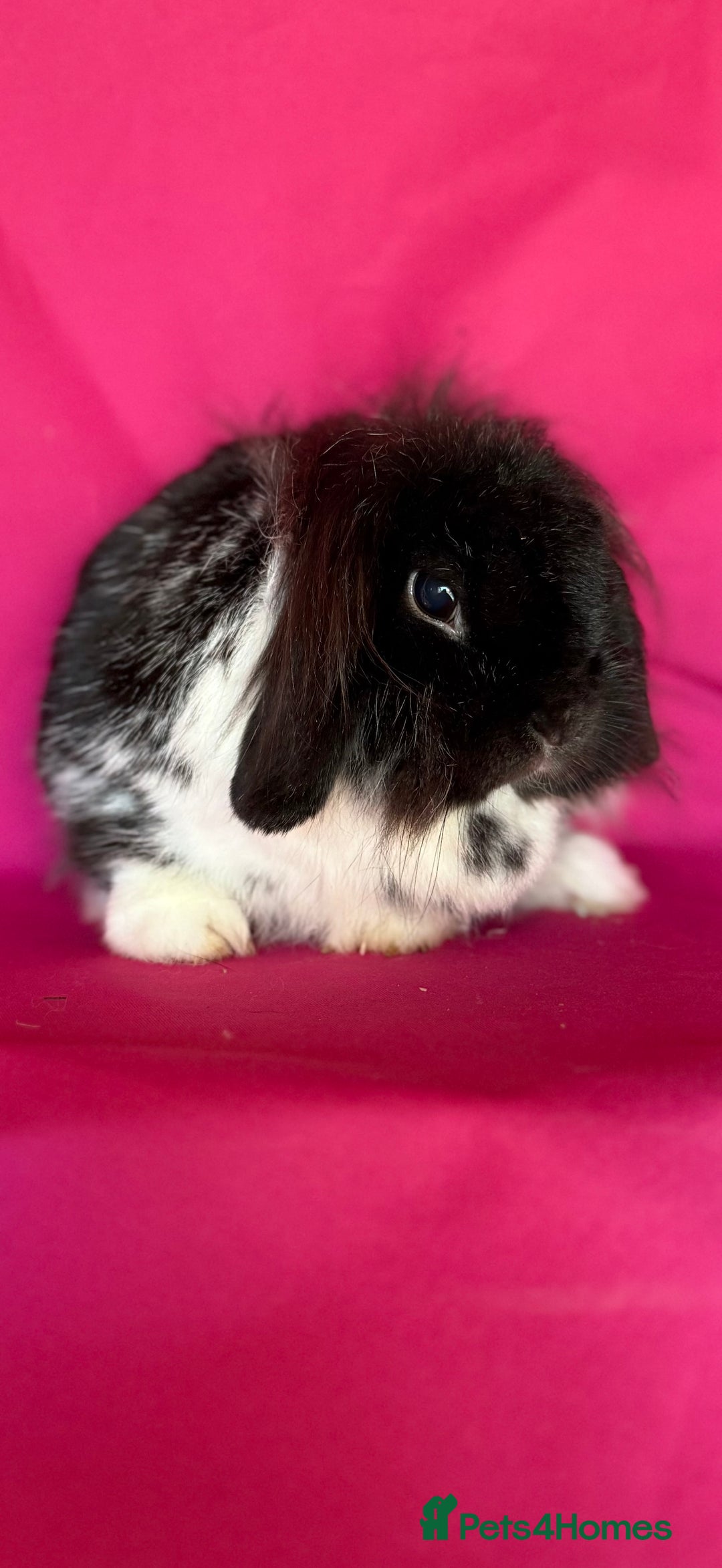 Mini Lop rabbits for sale: Two of tiny mini lop babies ready to leave now!  - Image 5