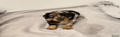 Miniature Dachshund Puppy 4
