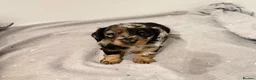 Miniature Dachshund dogs for sale: LONG HAIRED MINIATURE RUSSIAN DACHSHUNDS  - Advert 26