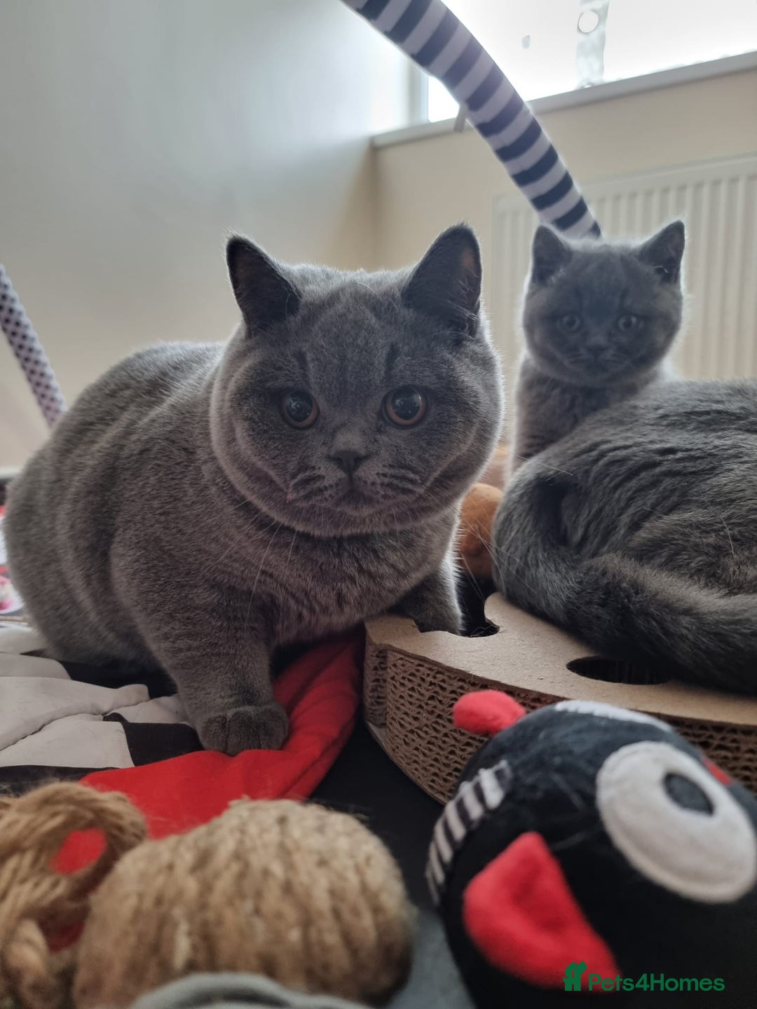 British Shorthair cats for sale:  To Go Now 3 Female Ready GCCF Healthy Pedigree - Advert 5
