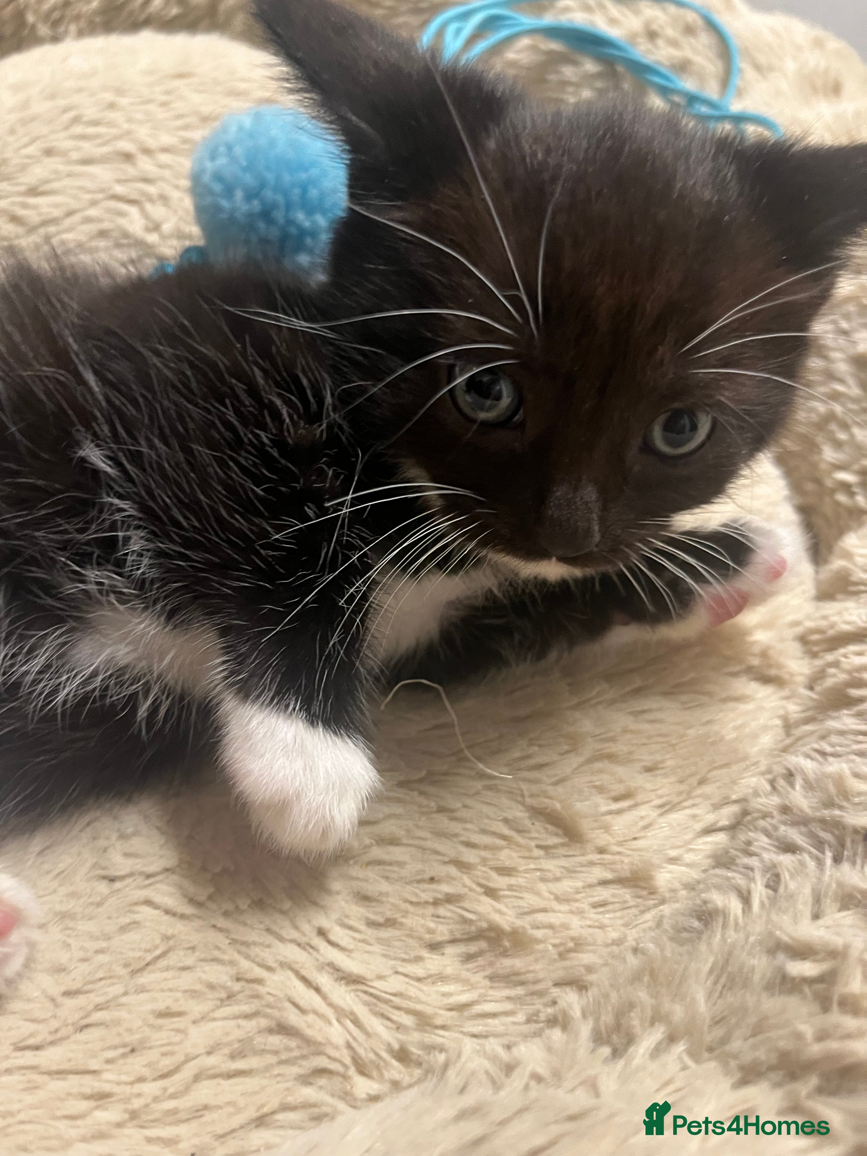 Mixed Breed cats 🐾 Handsome 6 week Blue eyed Tuxedo Boy  - Advert 1