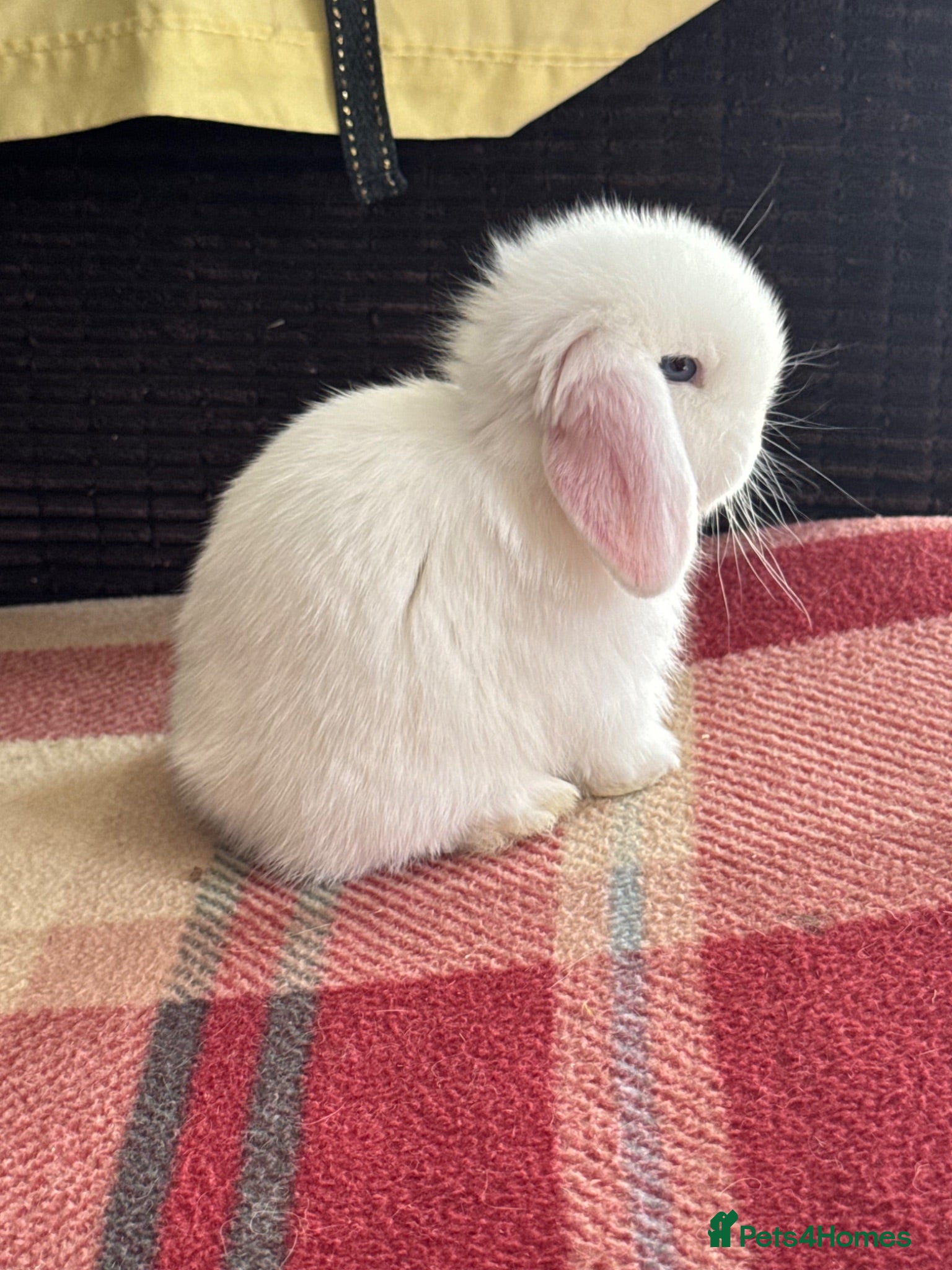 Mini Lop rabbits Gorgeous mini lop & lion lop babies - Advert 2