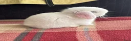 Mini Lop rabbits for sale: Lovely mini lop & lion lop babies (vaccinated) - Advert 2
