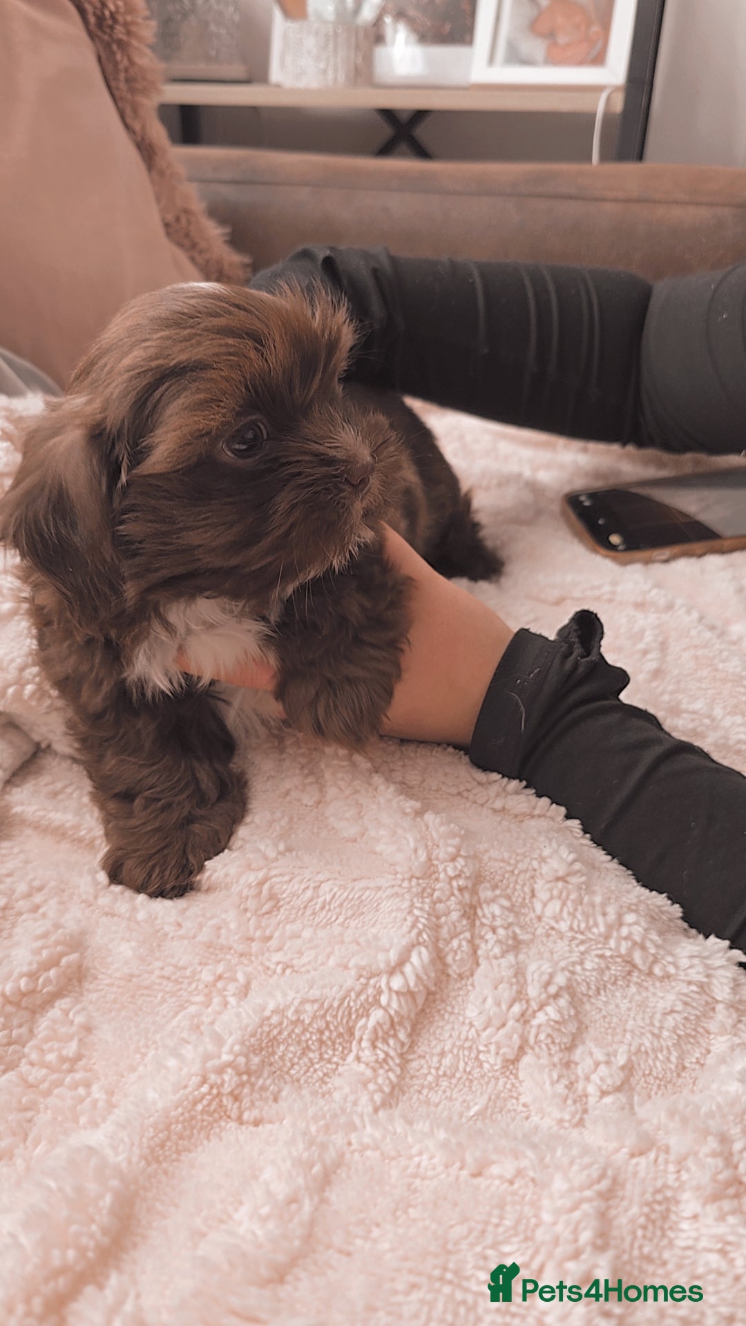 Shih Tzu dogs for sale: Shih tzu puppies - Advert 2