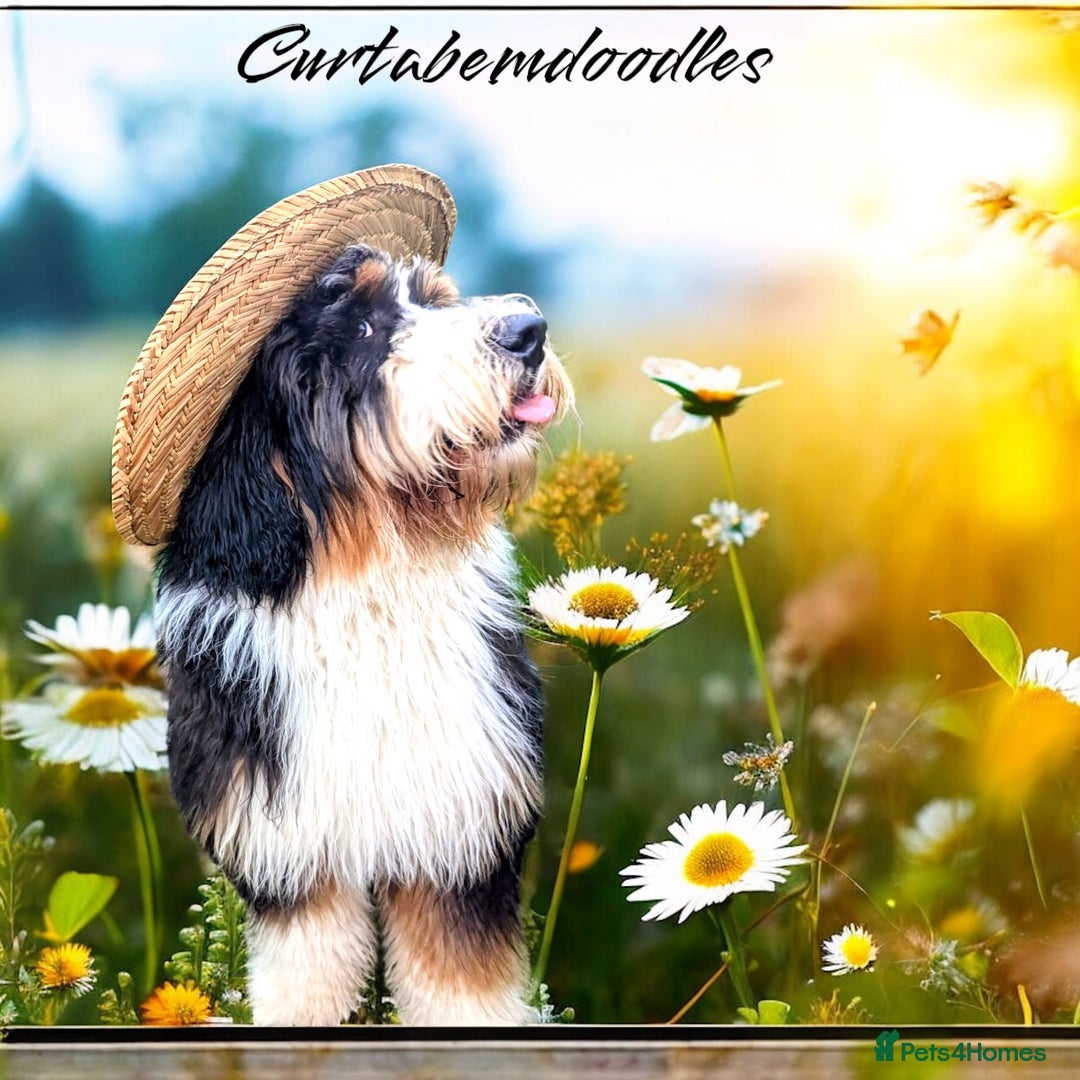 Bernedoodle dogs for sale: Curtabemdoodles Bernedoodles  - Image 29