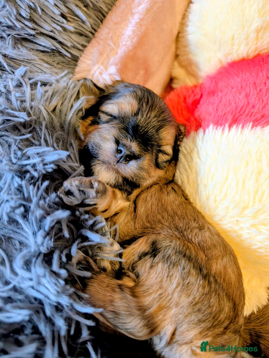 Havanese dogs for sale: Stunning House reared pure bred Havanese Babies  - Advert 3