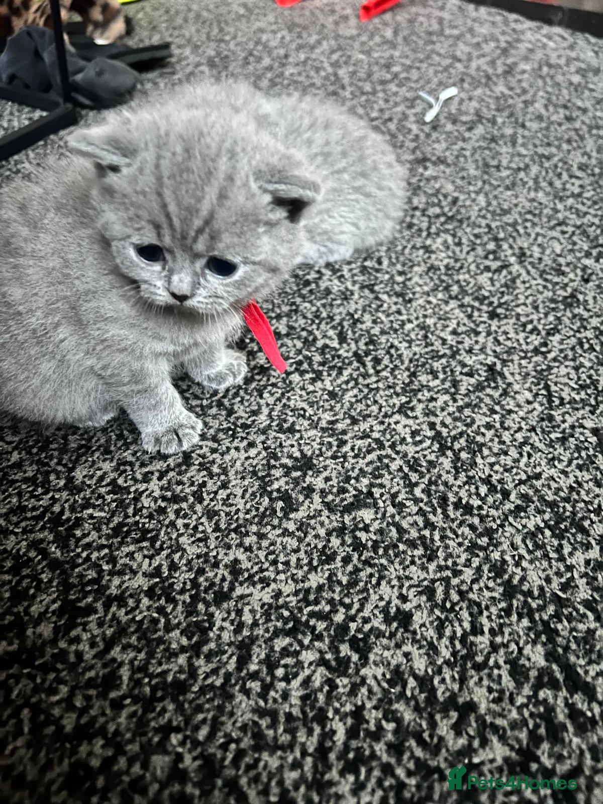 British Shorthair cats British short hair blue - Advert 1