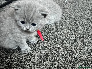 British Shorthair cats British short hair blue - Advert 10