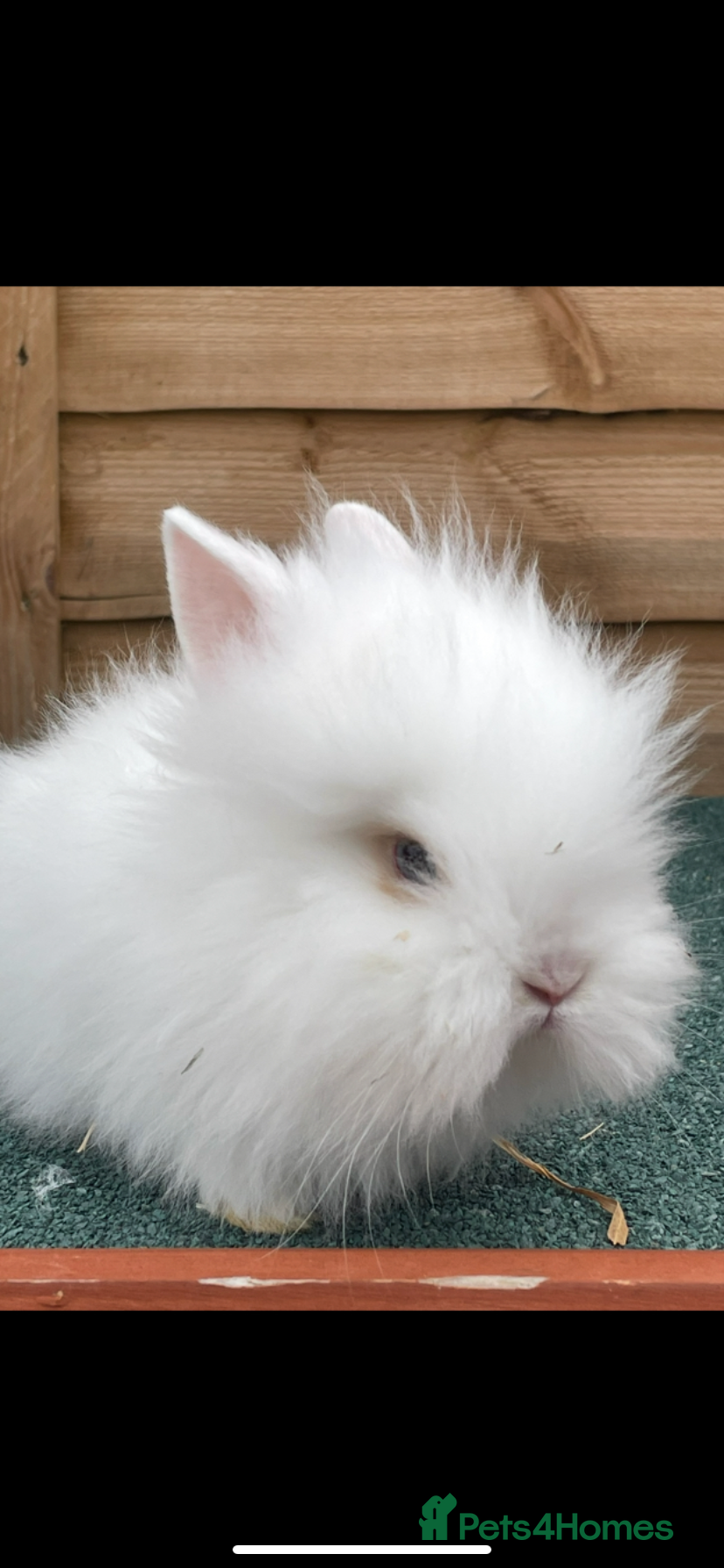 Lionhead rabbits Male lionhead - Advert 1