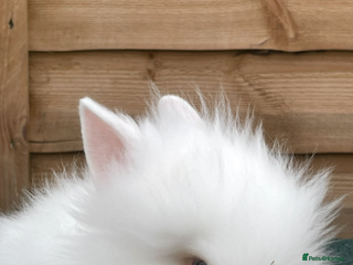Lionhead rabbits Male lionhead - Advert 10