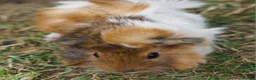 Guinea Pig rodents for sale: Beautiful funky guinea pigs - Advert 5
