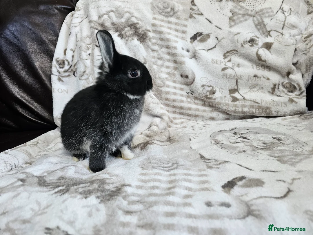 Netherland Dwarf rabbits for sale: Purebred Netherland Dwarf Doe - Advert 2