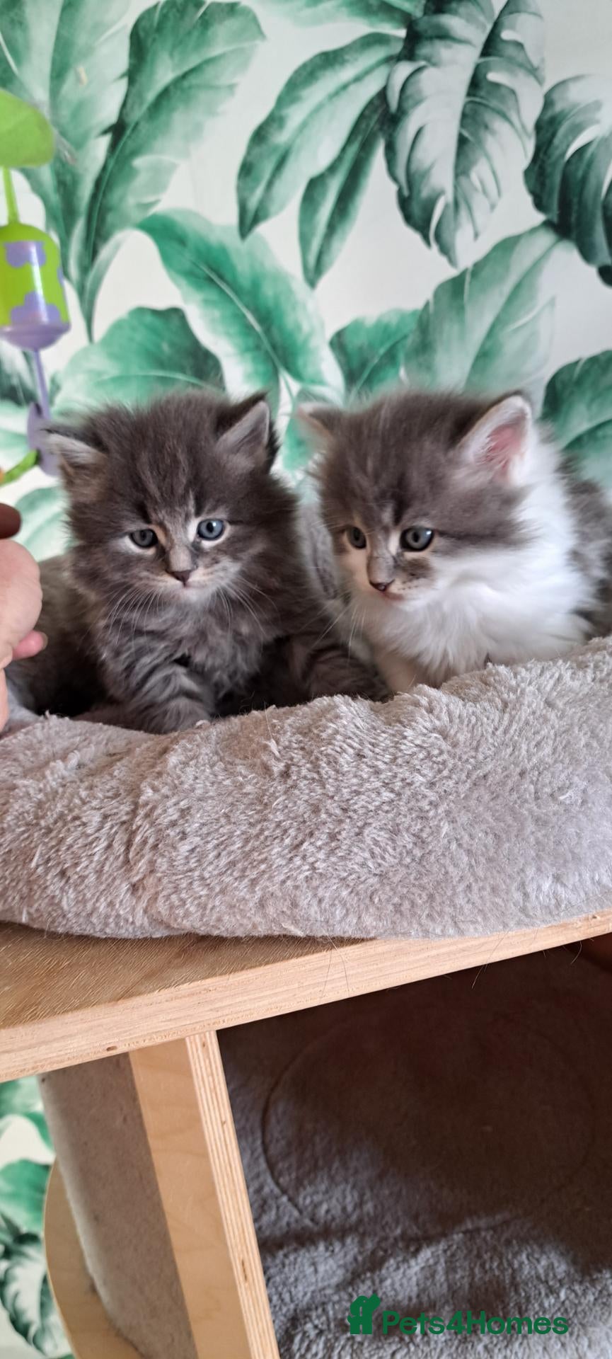 Siberian cats Healthtested Traditional Siberian Tica reg Boys  - Advert 1
