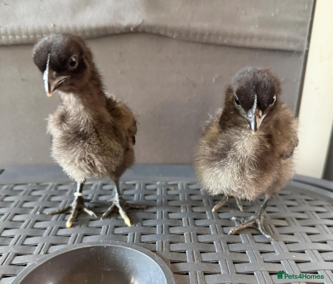 Chickens poultry for sale: Ayam Cemani  - Advert 2