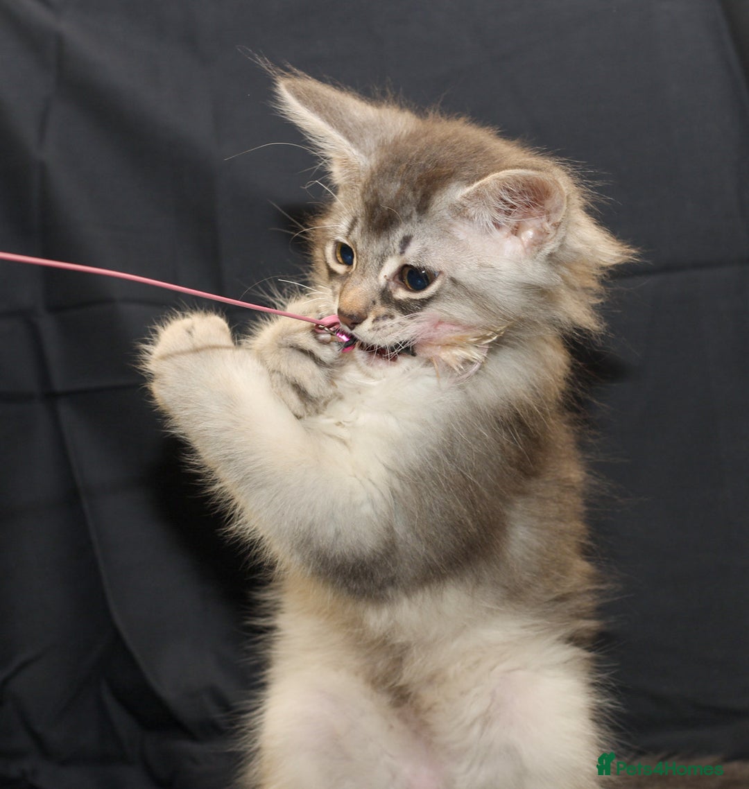 Somali cats for sale: Blue silver female Somali - Advert 12