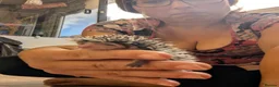 Pygmy Hedgehog rodents for sale: Baby African Pygmy Hoglets and online tutorial - Advert 9