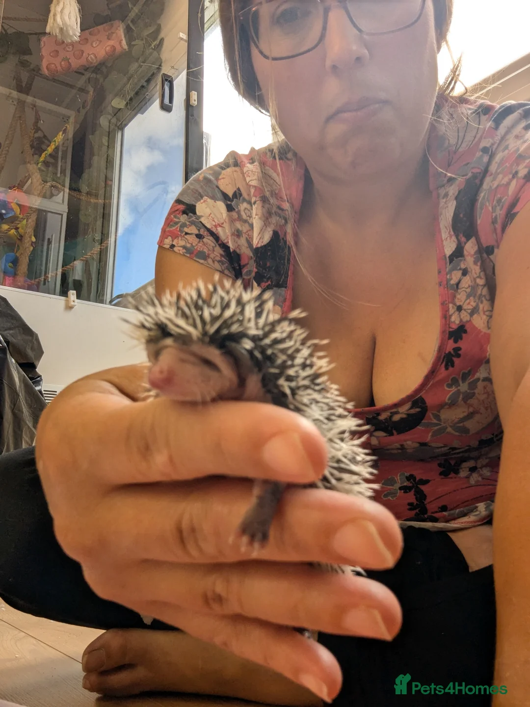 Pygmy Hedgehog rodents for sale: Baby African Pygmy Hoglets and online tutorial - Advert 9