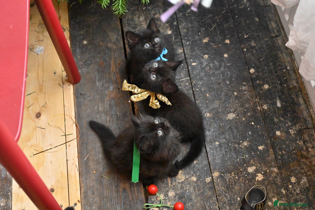 British Shorthair cats for sale: British Shorthair x Persian Kittens Available Now! - Advert 22