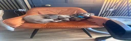 Miniature Dachshund dogs for sale: Isabelle boy- Peanut - Advert 3