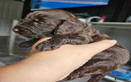 Cockapoo dogs for sale: Cockapoo puppies - Image 23