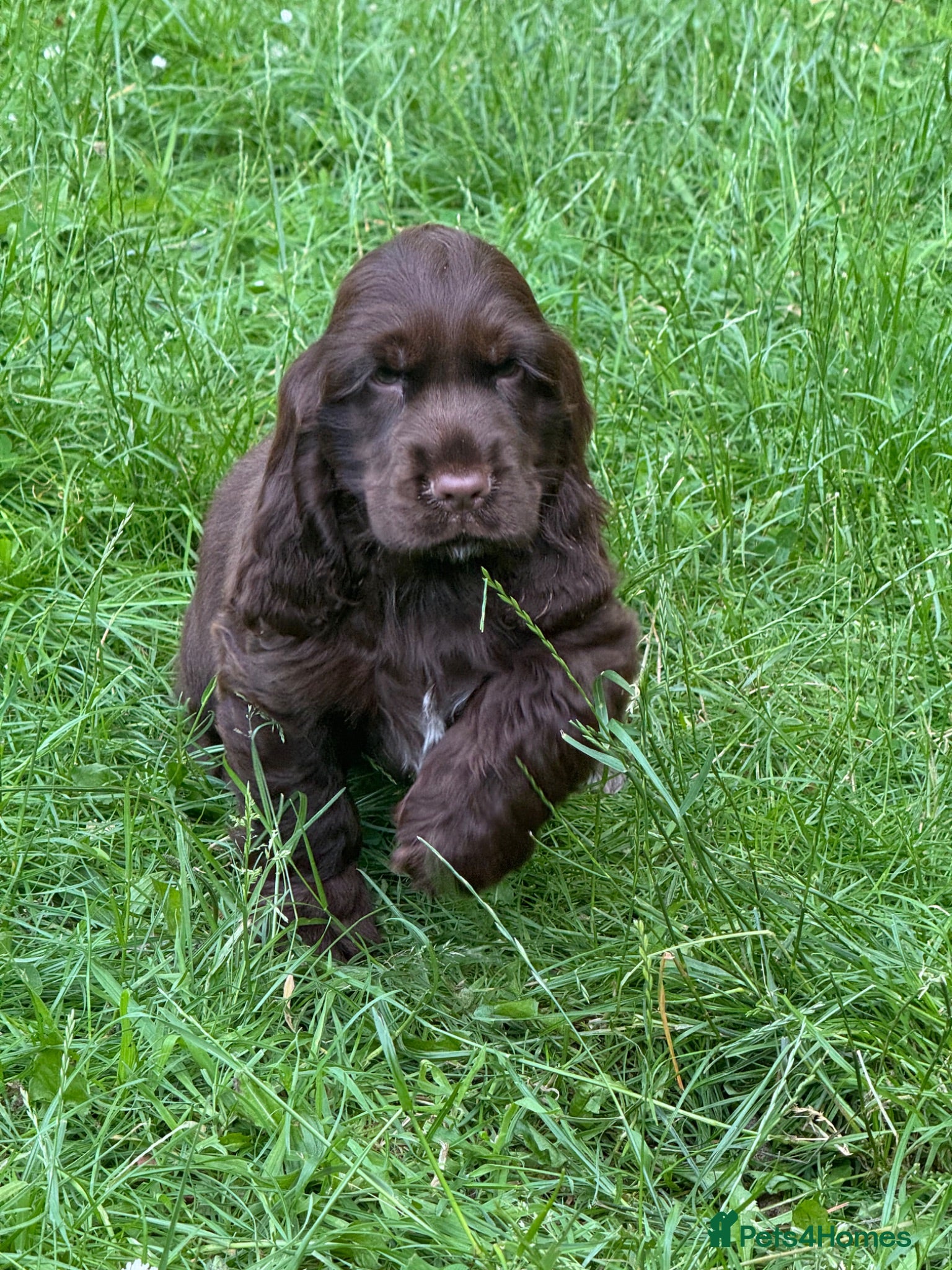 Cocker Spaniel dogs BEAUTIFUL KC REGISTERED❤️SHOW TYPE❤️HEALTHTESTED - Advert 1