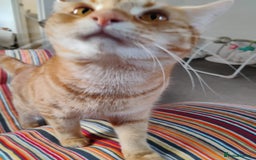 British Shorthair cats for sale: Archie - Image 8