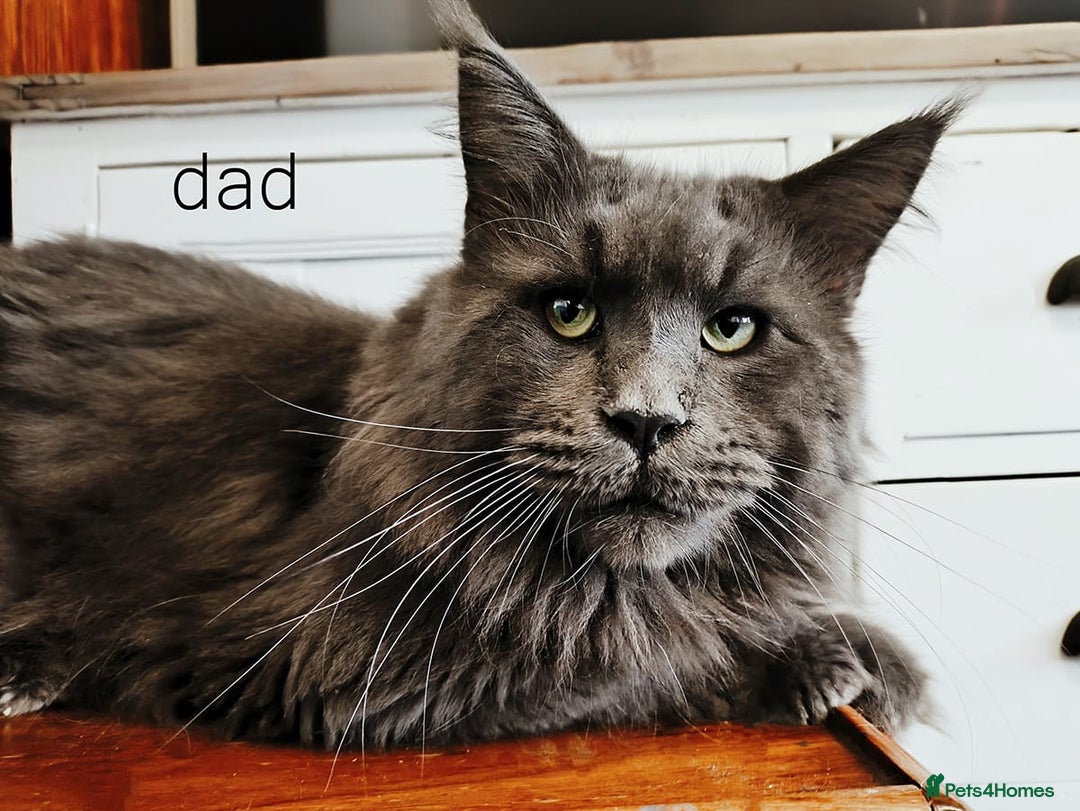 Maine Coon cats for sale: Blue Maine coon kittens  - Advert 2